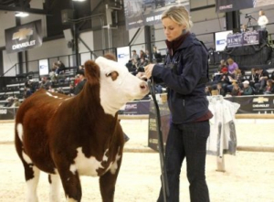 Bring on the Beef, Canadian Western Agribition is kicking off