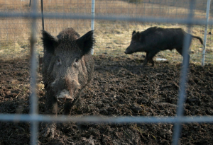 Exploding wild pig population on the prairies threatens to invade northern US states