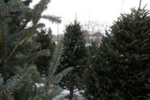 Regina Scouts Christmas Tree Pickup Service returns for 2024