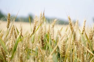 “Trying to be a sponge”: Bowditch enjoying the experience with the Wheat Growers Mentorship Program