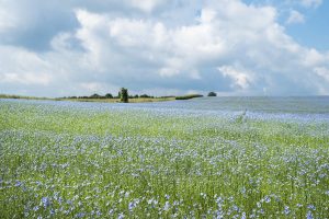 Some specialty crops may be seeded less this spring compared to others: Ag Canada Outlook