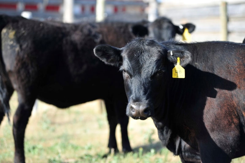 Small quantity of cattle marketed is strengthening feeder markets