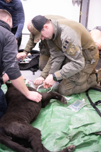 RCMP officers going through First Aid Training to assist injured police dogs