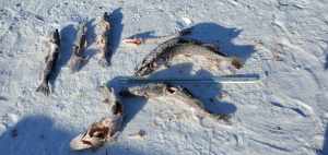 Multiple fish left to waste on Montreal Lake