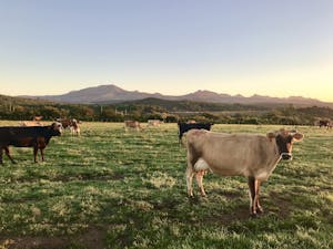 Canadian cattle herd at its lowest in three decades: Stats Canada