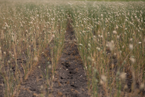 Thanks for the rain, now producers need a run of sun.