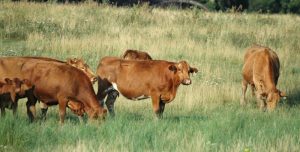 Mixed trends for cattle prices in Saskatchewan & Alberta: Cattle Market Update
