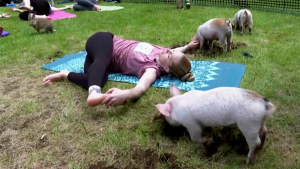 Three little piggies at a yoga class = maximum happiness