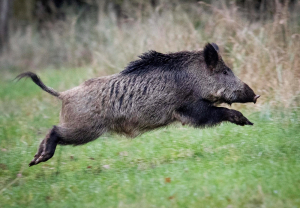 Saskatchewan puts moratorium on wild boar farms, toughens regulations