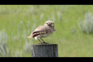 Young Burrowing Owls Begin Summer Foraging: Motorists Urged to Stay Alert