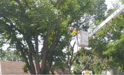 Seven trees with Dutch Elm Disease to be removed from block