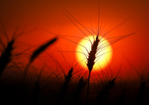 Seasonal temps all week, then it gets hot