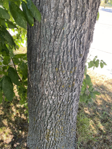 Tree with Dutch Elm Disease removed from Wascana Centre