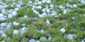 Insurance claims being made after crops were damaged by hail