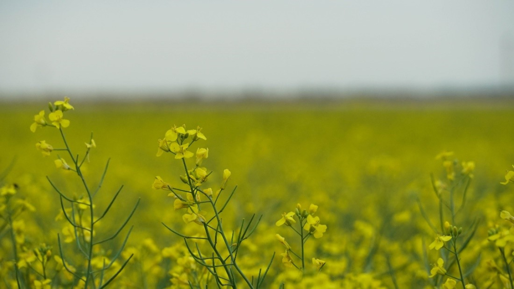 “All politics”: President of APAS wants Canada and China to resolve dispute over product tariffs, Canadian canola