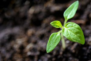 Western Ag Professional Agronomy’s Ken Greer explains how to “tune” a farmer’s  “soil-crop-climate decisions”