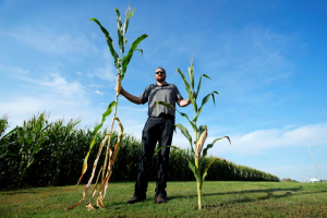 ‘Short corn’ could replace the towering cornfields steamrolled by a changing climate