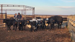 620 CKRM Ranch Roundup – Wilner/Elbow Community Pasture