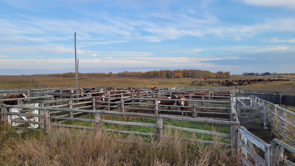 Another positive week for Sask. Cattle Prices