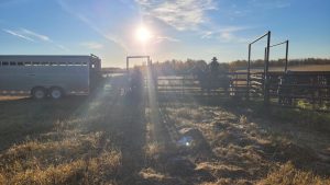 620 CKRM Ranch Roundup – Insinger Community Pasture