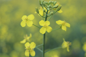 No new clubroot cases identified in 2024