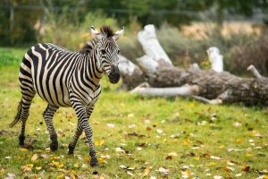 Zebras Call Saskatoon Home