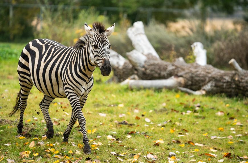 Zebras Call Saskatoon Home