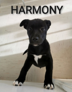 Harmony