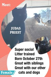 Fox FM Furry Friends: Judas Priest