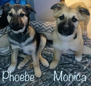 Fox FM Furry Friends: Phoebe & Monica