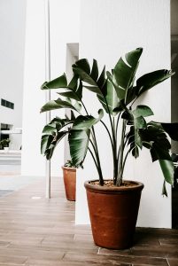 Your Plants Might Be Talking About You