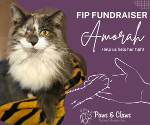 Fox FM Furry Friends: Amorah