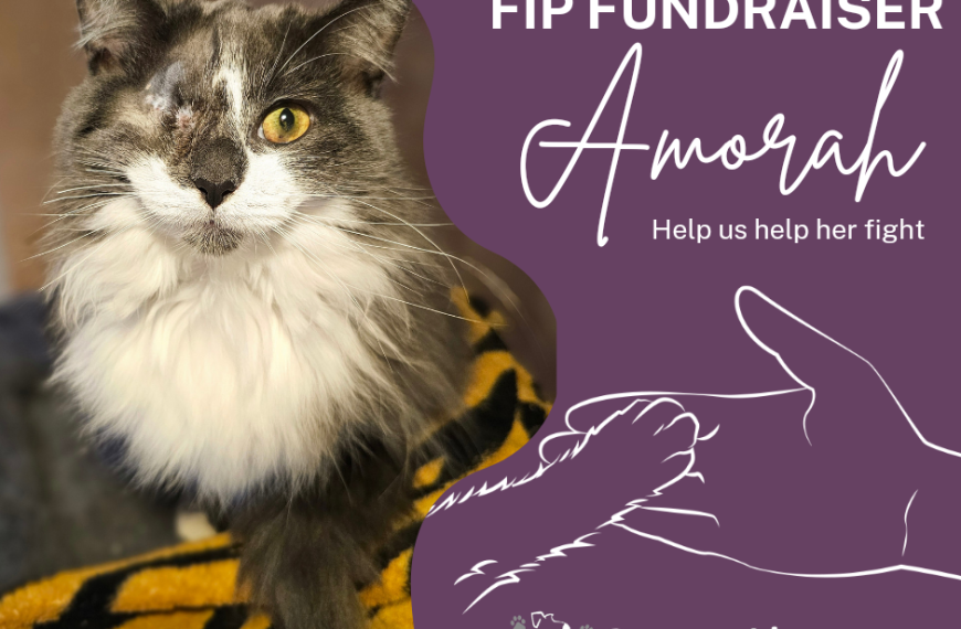 Fox FM Furry Friends: Amorah