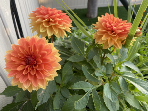 Candy Corn Flowers?