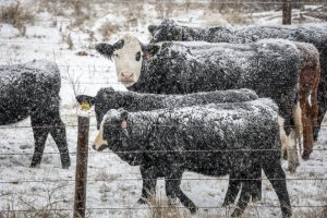 Canadian ranchers brace for long, lean winter after droughts, soaring feed costs