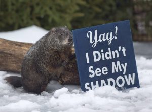 Groundhog Day: Shubenacadie Sam doesn’t see her shadow, foretelling spring’s arrival