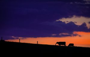 Value of Canadian farmland rises 11.5 per cent in 2023: report