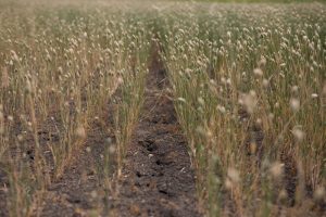 Why climate change on the farm means a big bill for Canadian taxpayers