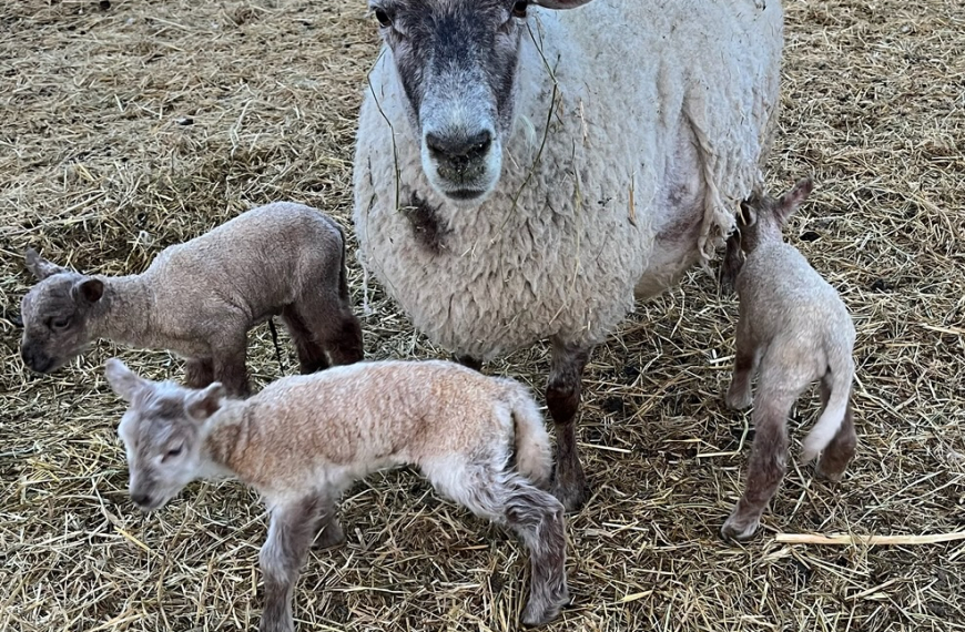 A Sheep-ing Selfie!