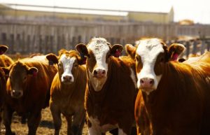 Beef Market Outlook: Demand high as supplies are low