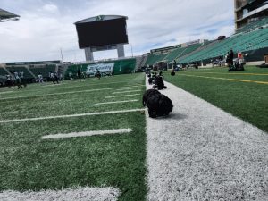 Audible day at Roughrider practice.