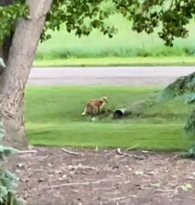 Whispers of Nature: A Young Fox’s Playground.