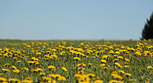 Dandelions are flowers.