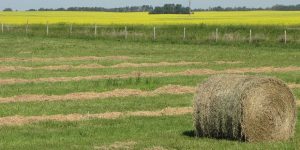 Some farmers embracing the heat, others may be concerned