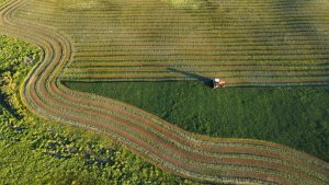 Crops catching up to their normal stages of development