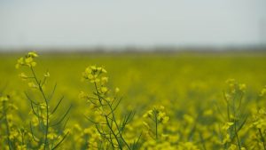 Crops are feeling the heat, but still in good to fair condition