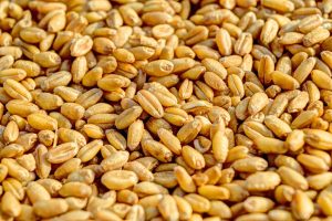 Two grain companies have grain dealer licence revoked by Canadian Grain Commission