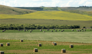 Crop Report: Lack of moisture taking a toll on crops, limited amount of harvest underway