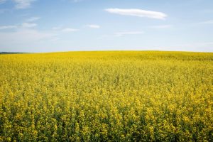 September 6 Closing Commodity Prices