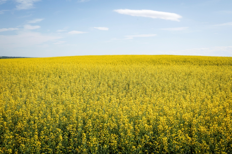 October 31 Closing Commodity Prices